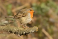 Cervenka obecna - Erithacus rubecula - European Robin 7886